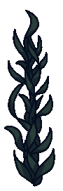 seaweed13