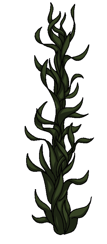 seaweed1
