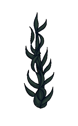 seaweed11