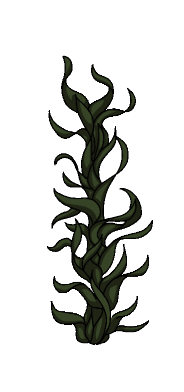 seaweed2
