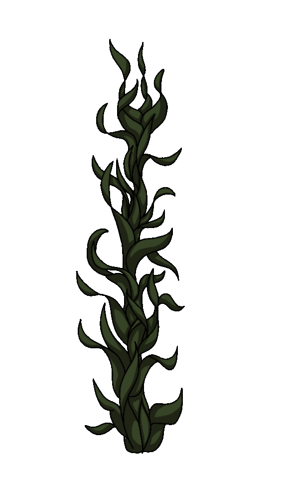 seaweed3