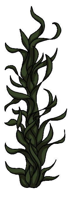 seaweed4